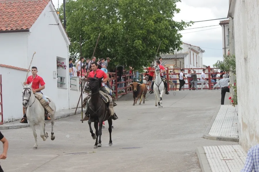 Foto 6 - Un r&aacute;pido y limpio encierro a caballo da paso a una entretenida capea en Campillo de Azaba