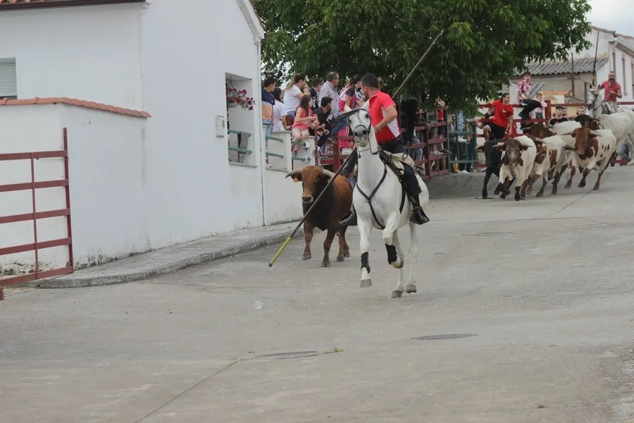 Foto 7 - Un r&aacute;pido y limpio encierro a caballo da paso a una entretenida capea en Campillo de Azaba