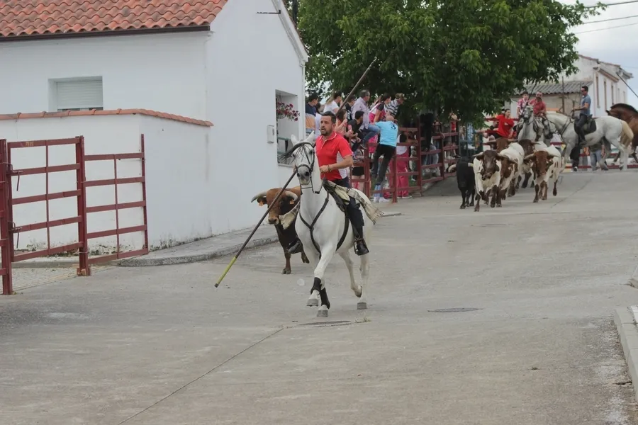 Foto 8 - Un r&aacute;pido y limpio encierro a caballo da paso a una entretenida capea en Campillo de Azaba
