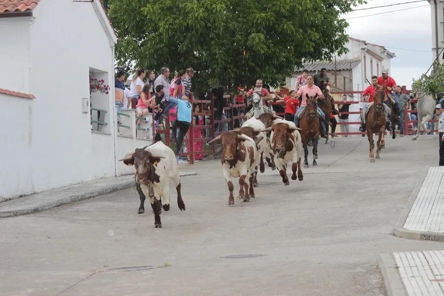 Foto 9 - Un r&aacute;pido y limpio encierro a caballo da paso a una entretenida capea en Campillo de Azaba