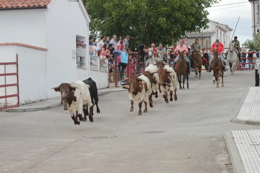 Foto 10 - Un r&aacute;pido y limpio encierro a caballo da paso a una entretenida capea en Campillo de Azaba
