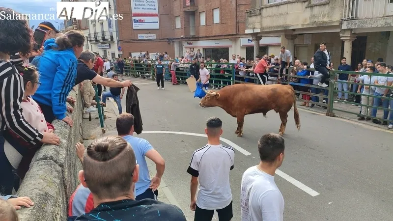 VII Toro de Cajón del preCorpus de Vitigudino