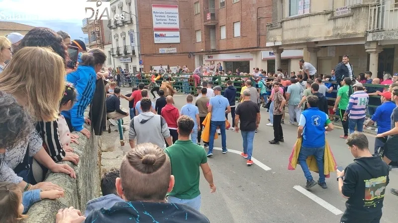 VII Toro de Cajón del preCorpus de Vitigudino