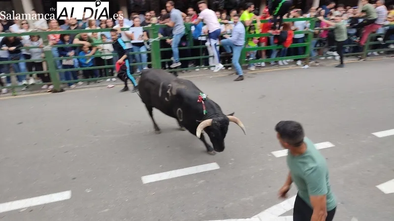 VII Toro de Cajón del preCorpus de Vitigudino