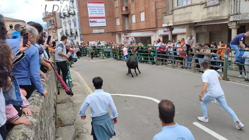 VII Toro de Cajón del preCorpus de Vitigudino