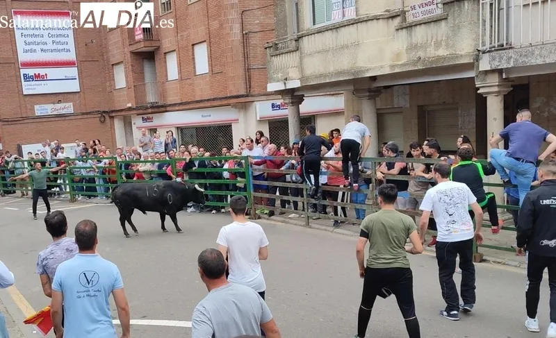 VII Toro de Cajón del preCorpus de Vitigudino