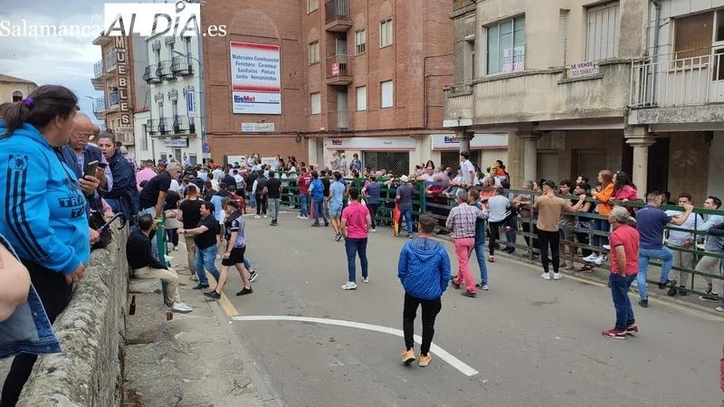 VII Toro de Cajón del preCorpus de Vitigudino