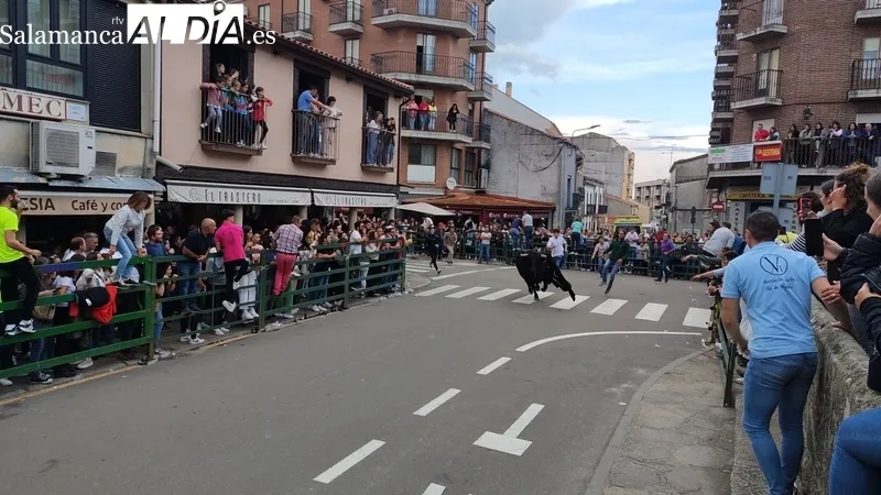 VII Toro de Cajón del preCorpus de Vitigudino