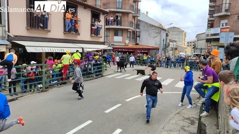 Encierro del viernes de Corpus en Vitigudino / CORRAL