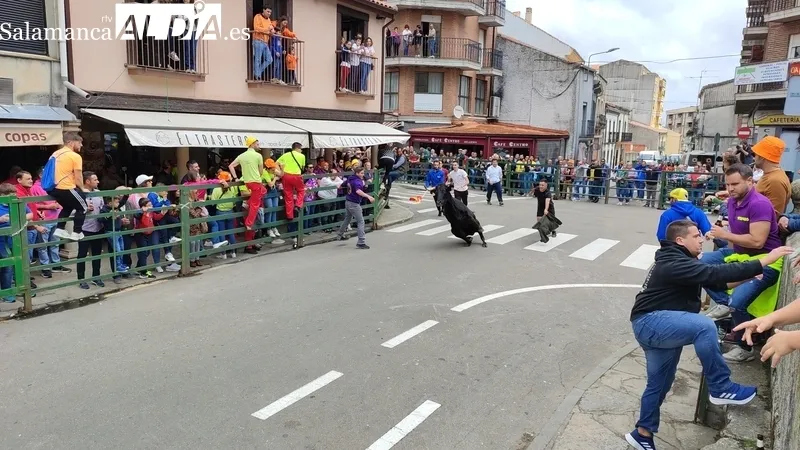 Encierro del viernes de Corpus en Vitigudino / CORRAL