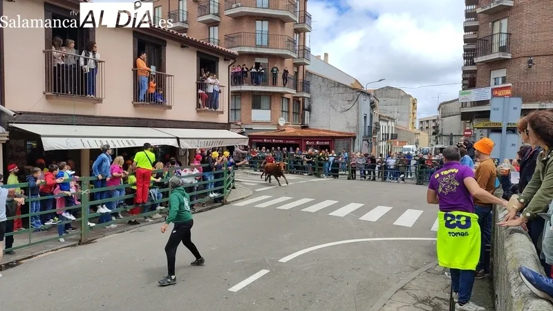 Encierro del viernes de Corpus en Vitigudino / CORRAL