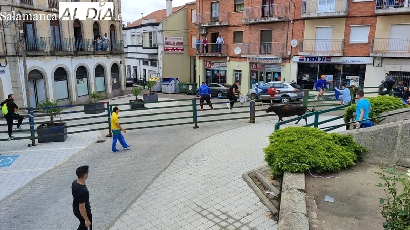 Encierro del viernes de Corpus en Vitigudino / CORRAL