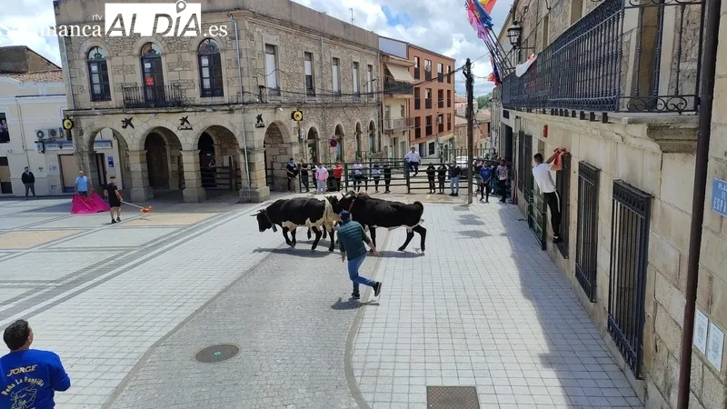 Encierro del viernes de Corpus en Vitigudino / CORRAL