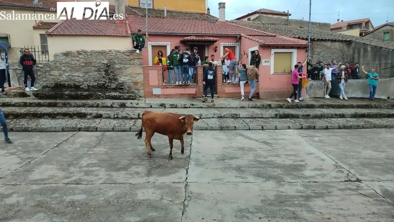 Entretenido encierro de vaquillas en El Cubo de Don Sancho con cuatro novillas de Rollanejo / CORRAL