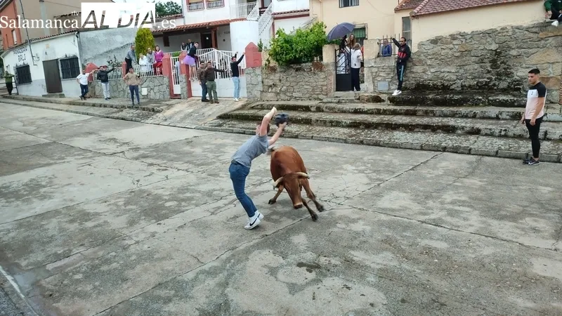 Entretenido encierro de vaquillas en El Cubo de Don Sancho con cuatro novillas de Rollanejo / CORRAL