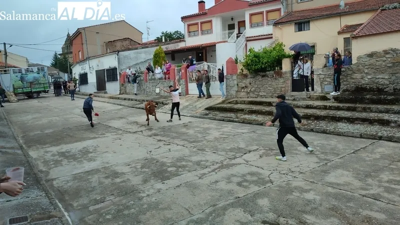 Entretenido encierro de vaquillas en El Cubo de Don Sancho con cuatro novillas de Rollanejo / CORRAL