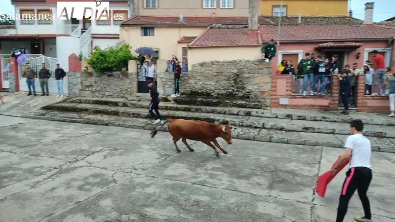 Entretenido encierro de vaquillas en El Cubo de Don Sancho con cuatro novillas de Rollanejo / CORRAL