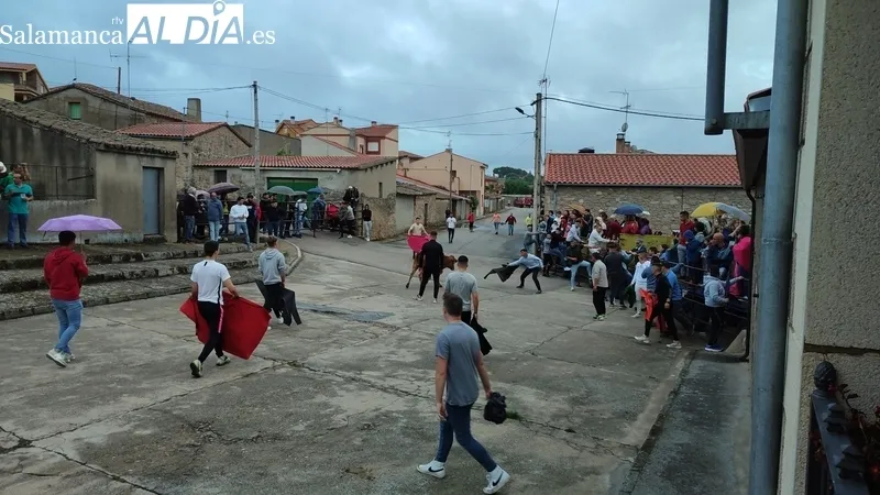 Entretenido encierro de vaquillas en El Cubo de Don Sancho con cuatro novillas de Rollanejo / CORRAL