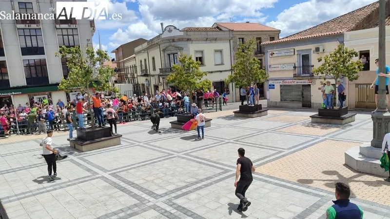 Buena afluencia de público al encierro de sábado de Corpus en Vitigudino / CORRAL