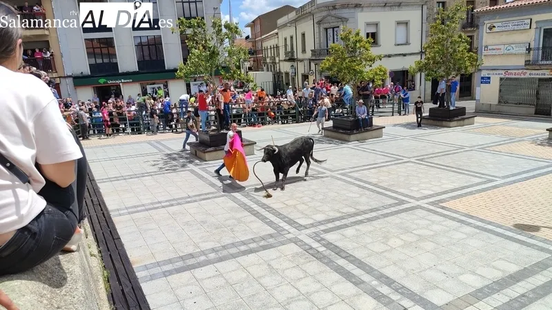 Buena afluencia de público al encierro de sábado de Corpus en Vitigudino / CORRAL