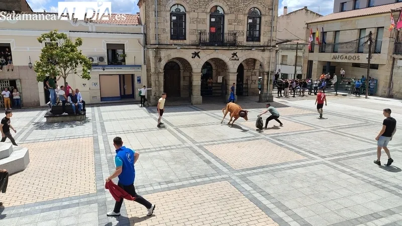 Buena afluencia de público al encierro de sábado de Corpus en Vitigudino / CORRAL