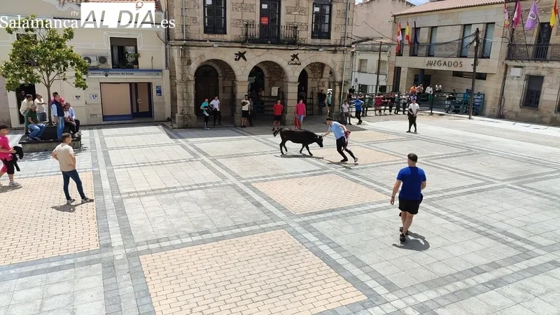 Buena afluencia de público al encierro de sábado de Corpus en Vitigudino / CORRAL