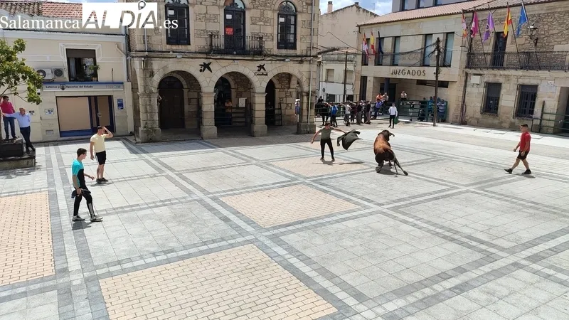 Buena afluencia de público al encierro de sábado de Corpus en Vitigudino / CORRAL