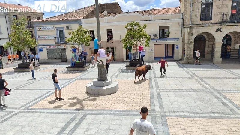 Buena afluencia de público al encierro de sábado de Corpus en Vitigudino / CORRAL