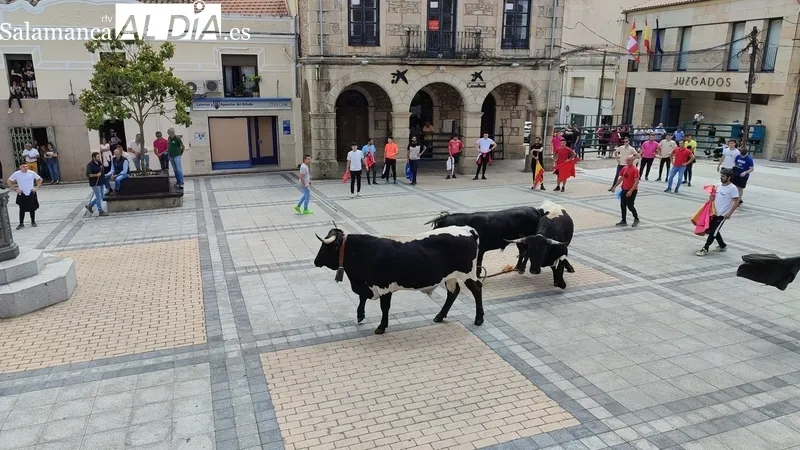 Buena afluencia de público al encierro de sábado de Corpus en Vitigudino / CORRAL
