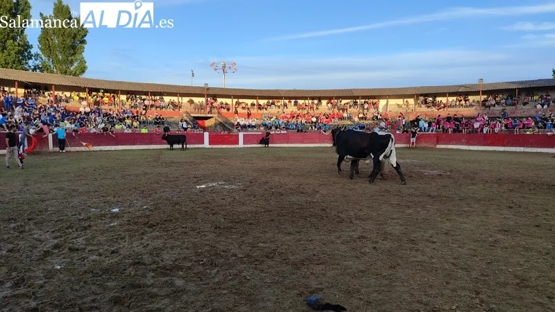 Capea del sábado de Corpus en Vitigudino