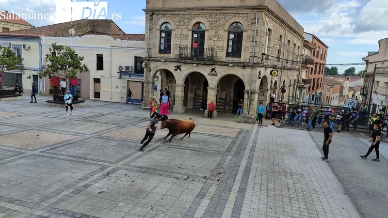 El IV Toro Fin de Corpus cumplió los objetivos y mantuvo el ambiente festivo en Vitigudino hasta entrada la noche / CORRAL  