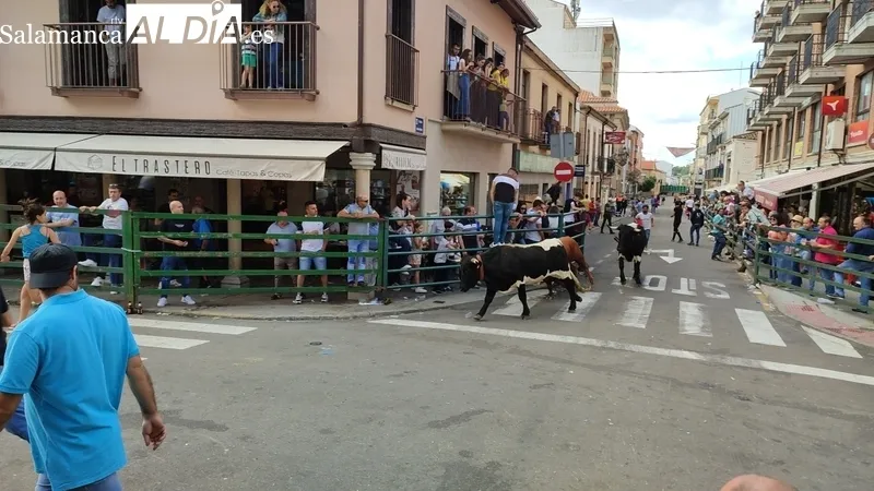 El IV Toro Fin de Corpus cumplió los objetivos y mantuvo el ambiente festivo en Vitigudino hasta entrada la noche / CORRAL  