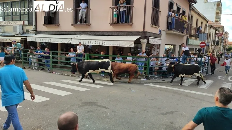El IV Toro Fin de Corpus cumplió los objetivos y mantuvo el ambiente festivo en Vitigudino hasta entrada la noche / CORRAL  