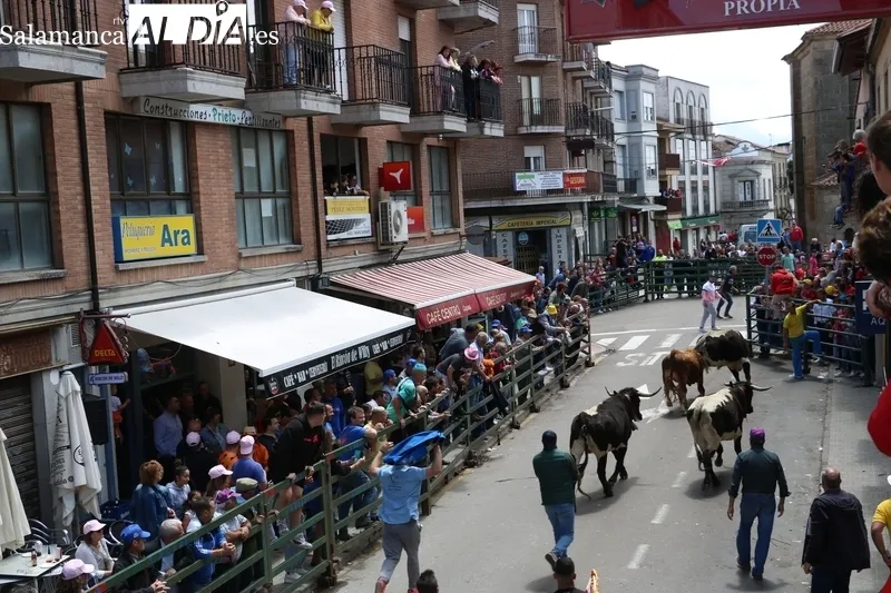 Encierro del viernes de Corpus en Vitigudino / CORRAL