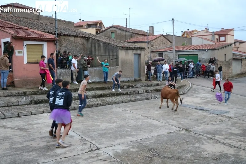 Entretenido encierro de vaquillas en El Cubo de Don Sancho con cuatro novillas de Rollanejo / CORRAL