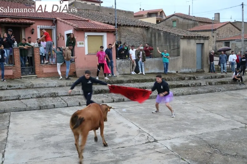 Entretenido encierro de vaquillas en El Cubo de Don Sancho con cuatro novillas de Rollanejo / CORRAL
