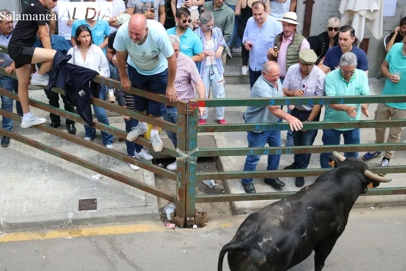 Encierro a caballo y encierro tradicional del domingo de Corpus en Vitigudino / CORRAL