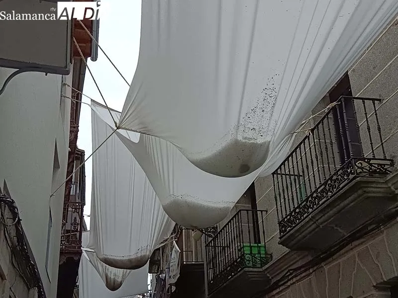 Foto 4 - B&eacute;jar empieza a recuperar la normalidad tras la granizada