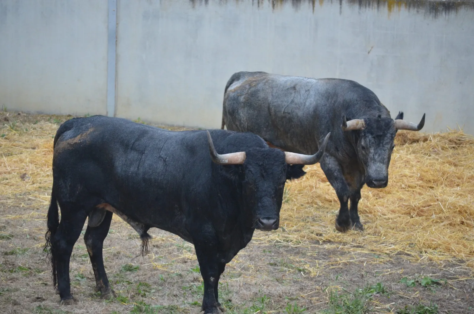 Toros de José Escolar en los Corrales del Gas | Fotos: Feria del Toro