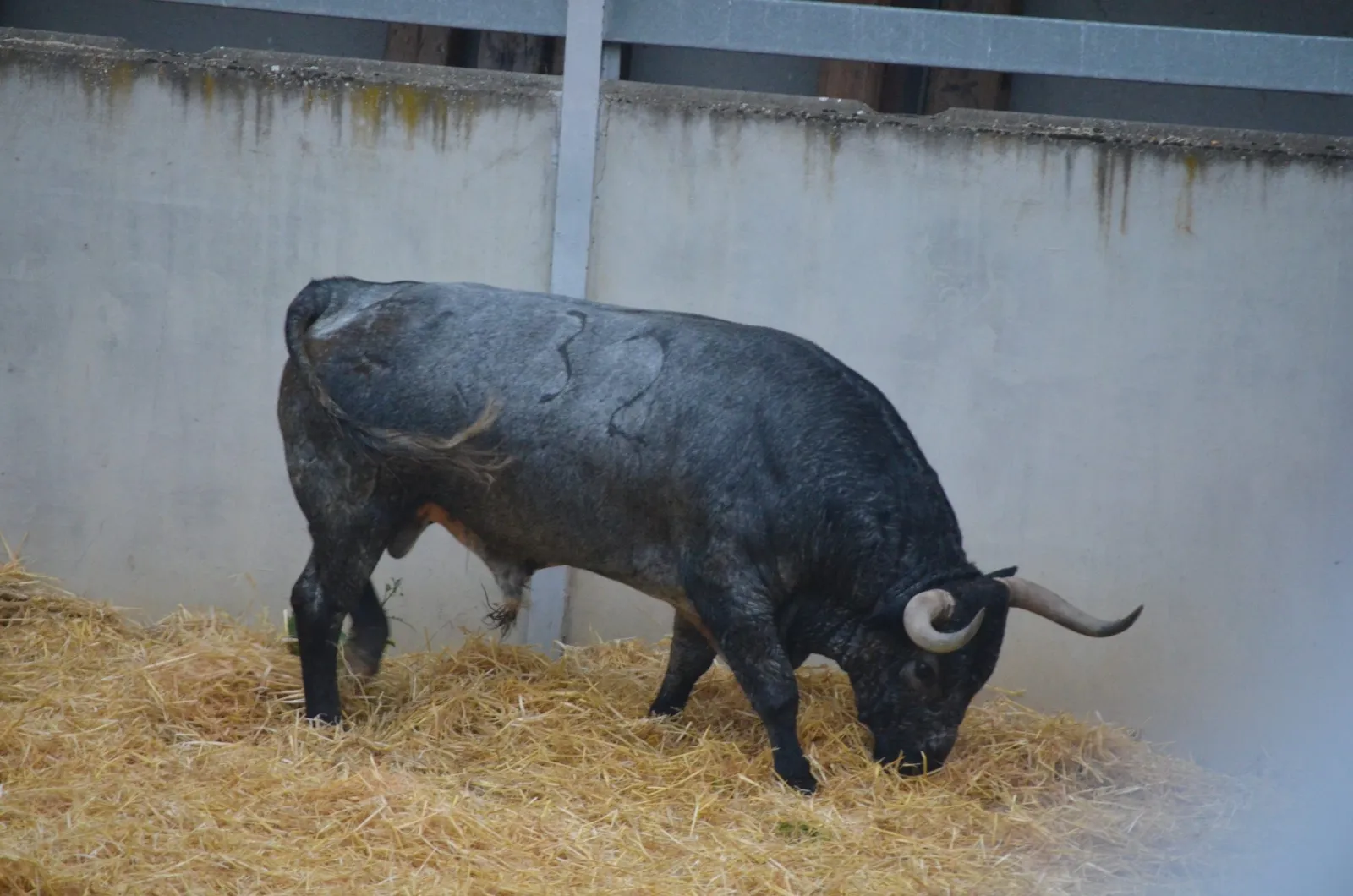 Toros de José Escolar en los Corrales del Gas | Fotos: Feria del Toro