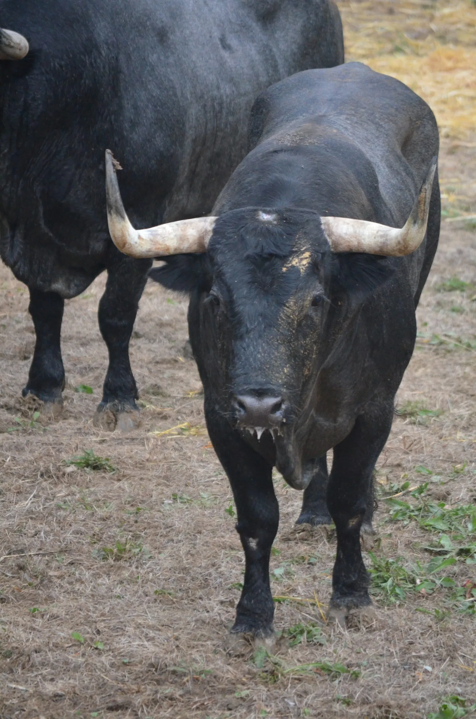 Toros de José Escolar en los Corrales del Gas | Fotos: Feria del Toro