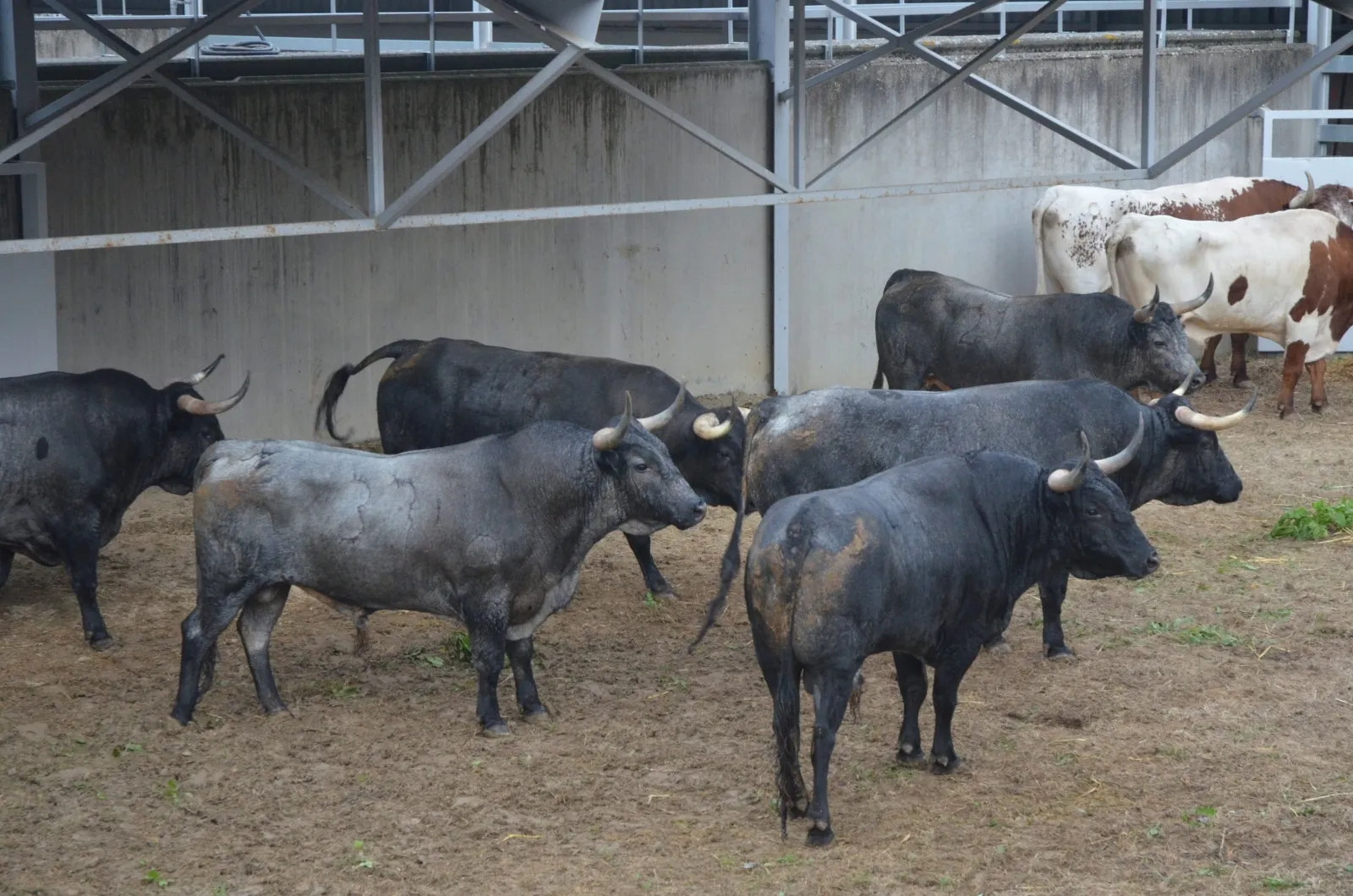 Toros de José Escolar en los Corrales del Gas | Fotos: Feria del Toro