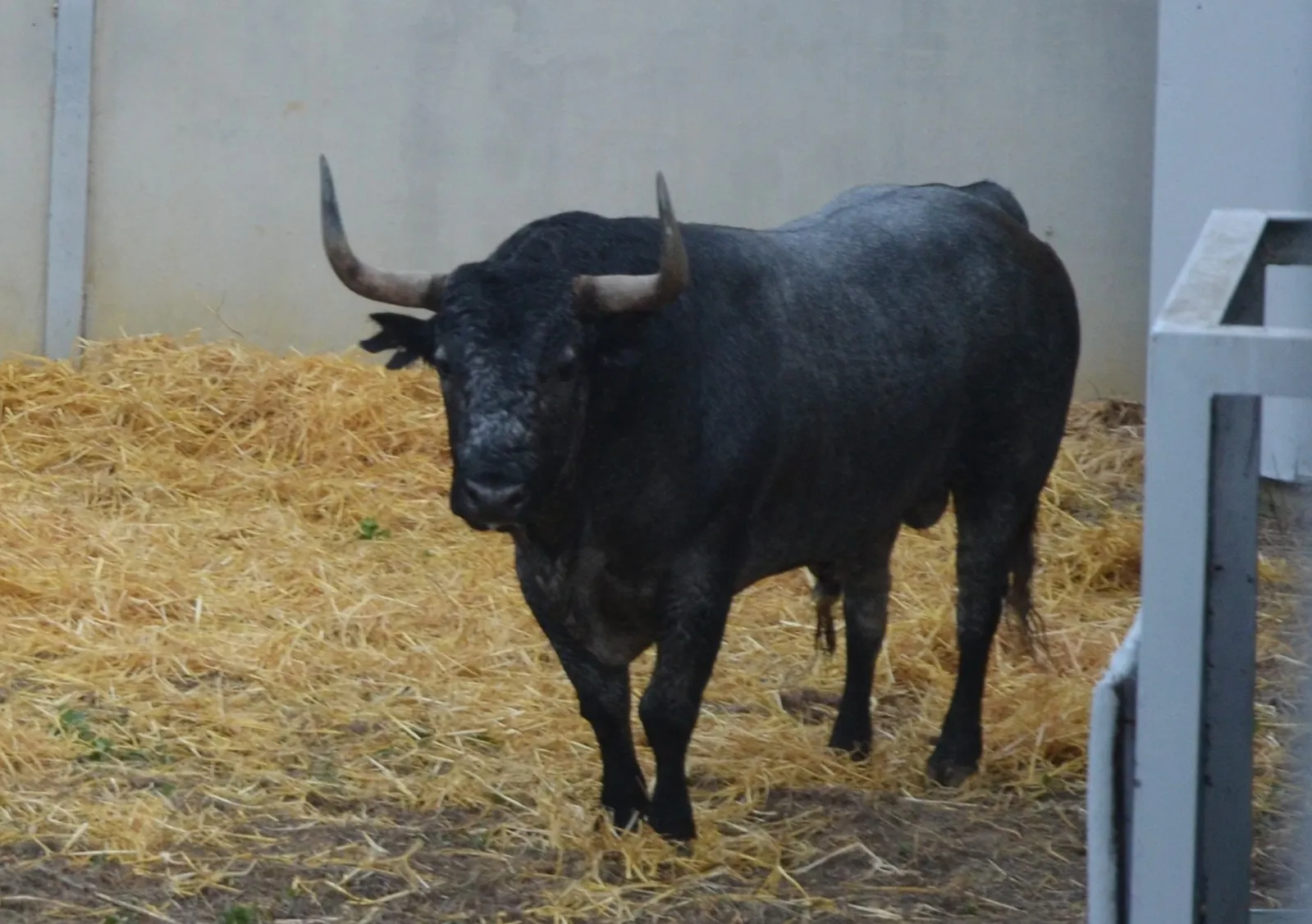 Toros de José Escolar en los Corrales del Gas | Fotos: Feria del Toro