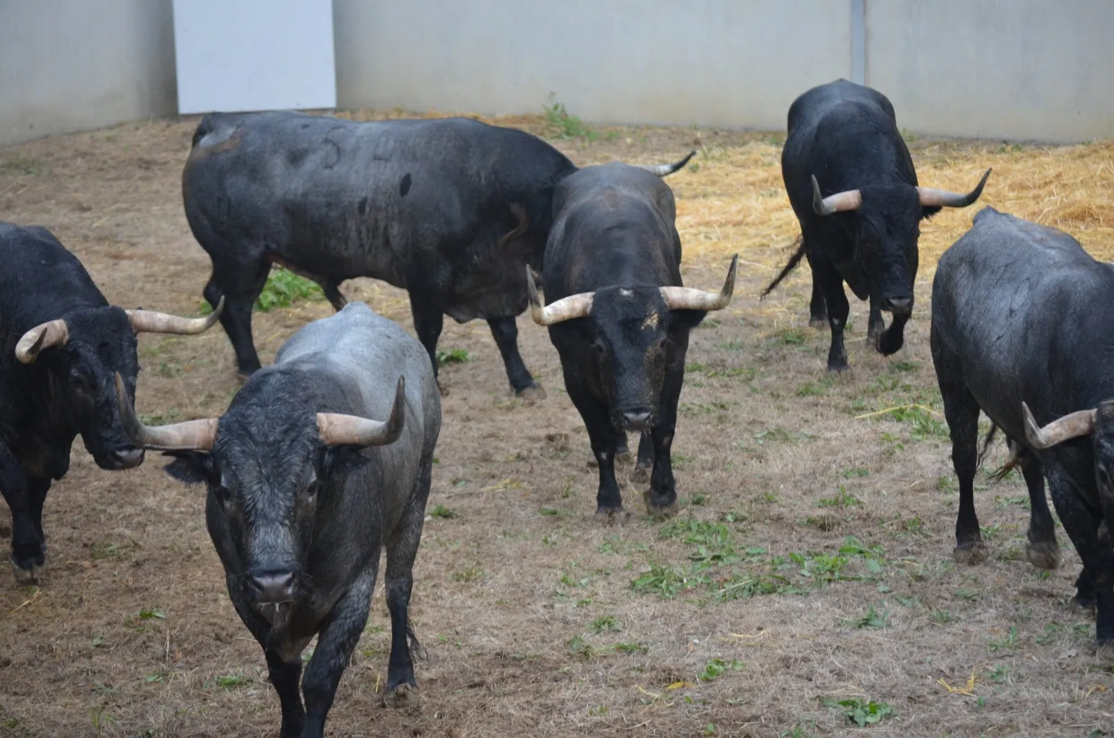 Toros de José Escolar en los Corrales del Gas | Fotos: Feria del Toro