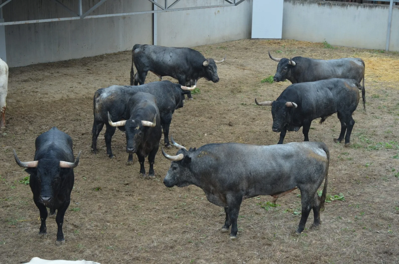 Toros de José Escolar en los Corrales del Gas | Fotos: Feria del Toro