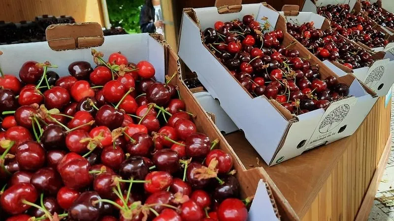 Foto 4 - Alf&acirc;ndega da F&eacute;: agroturismo a trav&eacute;s de la cereza
