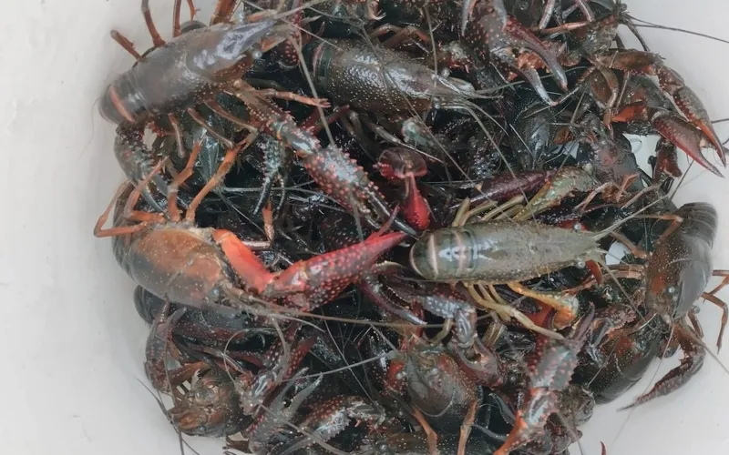 Socios de la Asociación de Pescadores San Isidro tras los cangrejos del Tormes