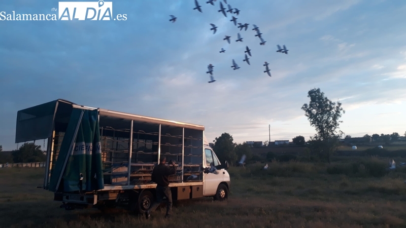 Competición de palomas mensajeras en Lumbrales / FOTOS: GASOLEOS ERESMA