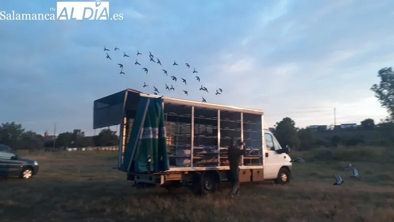 Competición de palomas mensajeras en Lumbrales / FOTOS: GASOLEOS ERESMA
