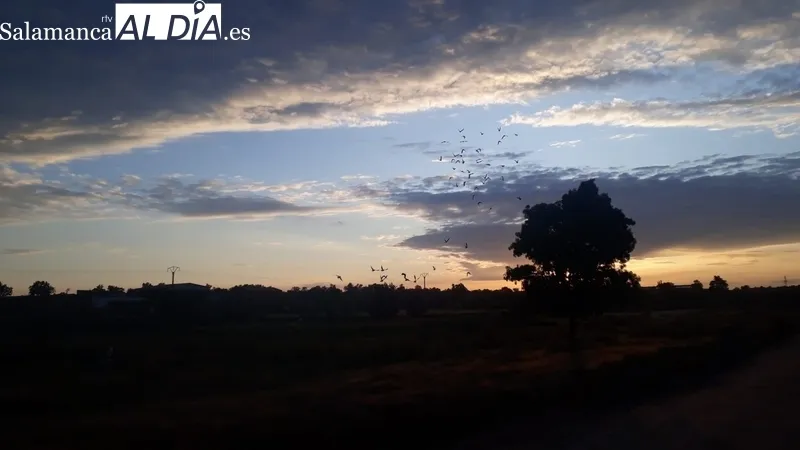 Competición de palomas mensajeras en Lumbrales / FOTOS: GASOLEOS ERESMA